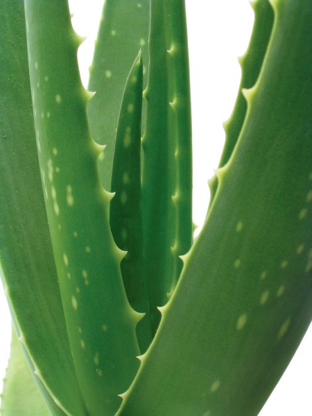 Aloeplant1.jpg