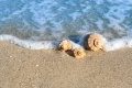 Shells-water-beach.jpg
