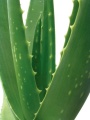 Aloe Plant 1.jpg