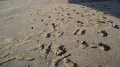 Footprints.jpg